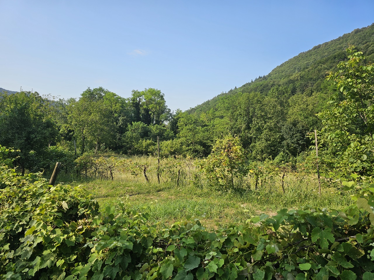 La festa degli alberi